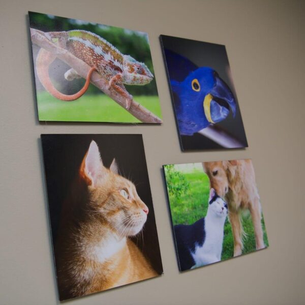 mural of pet portrait photos, including a orange tabby cat, a black & white cat and golden retriever nuzzling, a blue bird, and a large colorful iguana on a branch