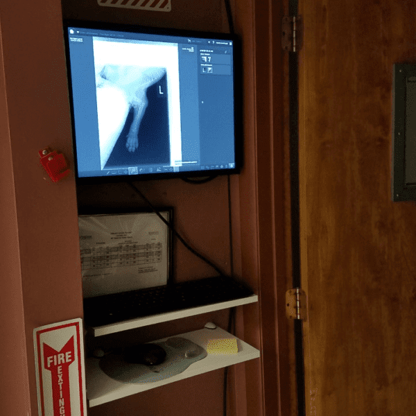 veterinary radiology image, dog xray